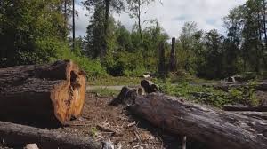 Best Lot and Land Clearing  in Hawaiian Gardens, CA