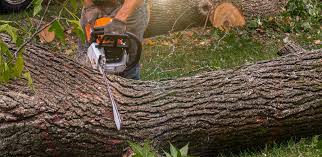 Best Tree and Shrub Care  in Hawaiian Gardens, CA