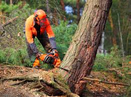 Best Hedge Trimming  in Hawaiian Gardens, CA